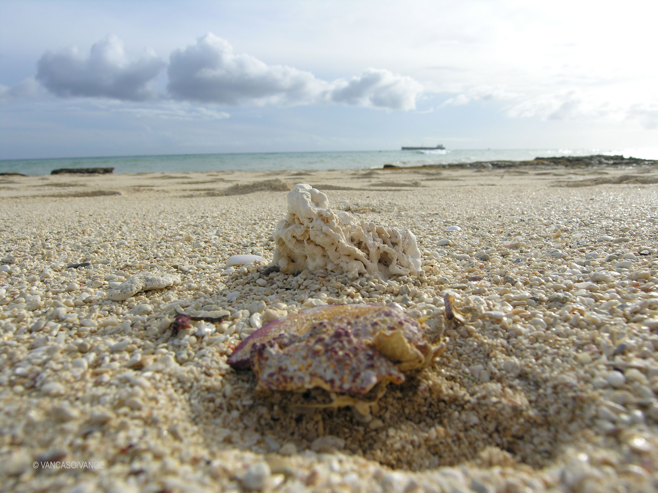 Shells on the beach of Oahu