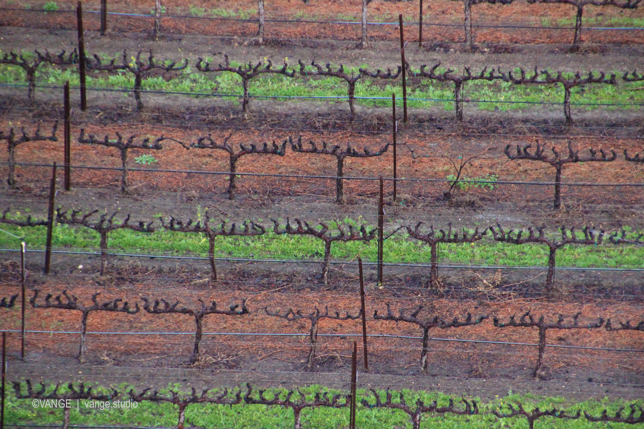 Grapevines in Napa Valley