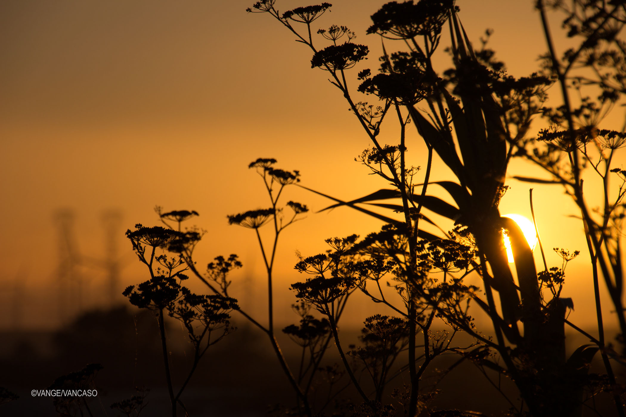 Sunset at Isleton, CA, USA